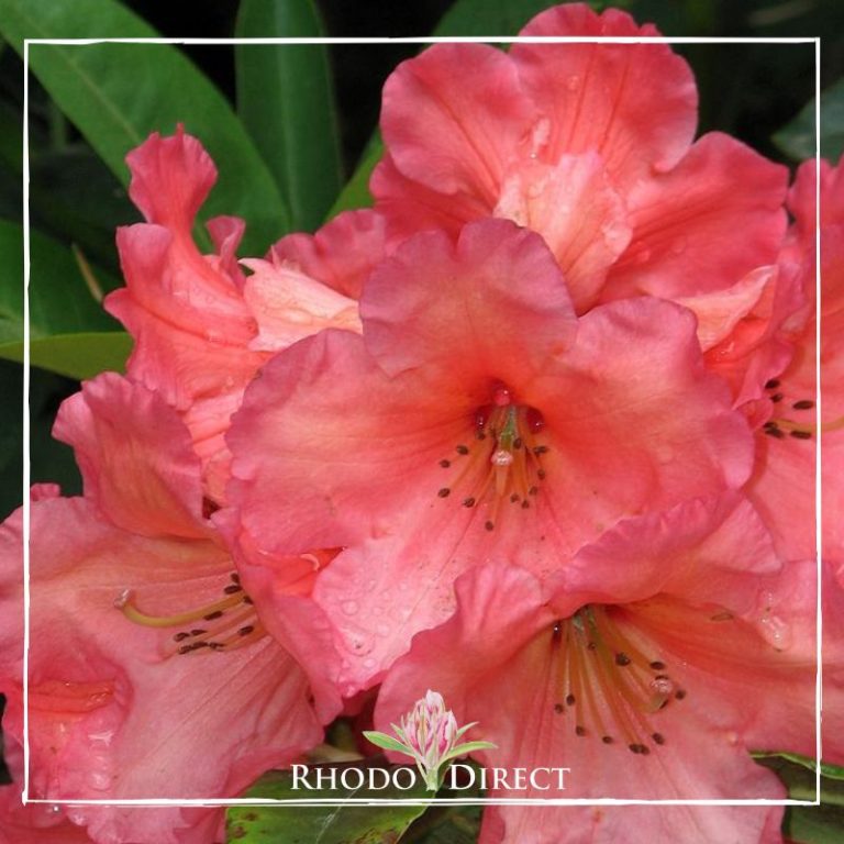 Azalea Tangerine Tap RhodoDirect Buy Rhododendrons Online In New Zealand