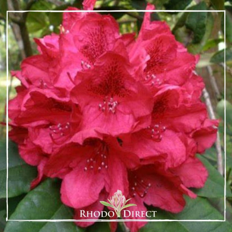 Rhododendron Lord Roberts RhodoDirect Buy Rhododendrons Online In