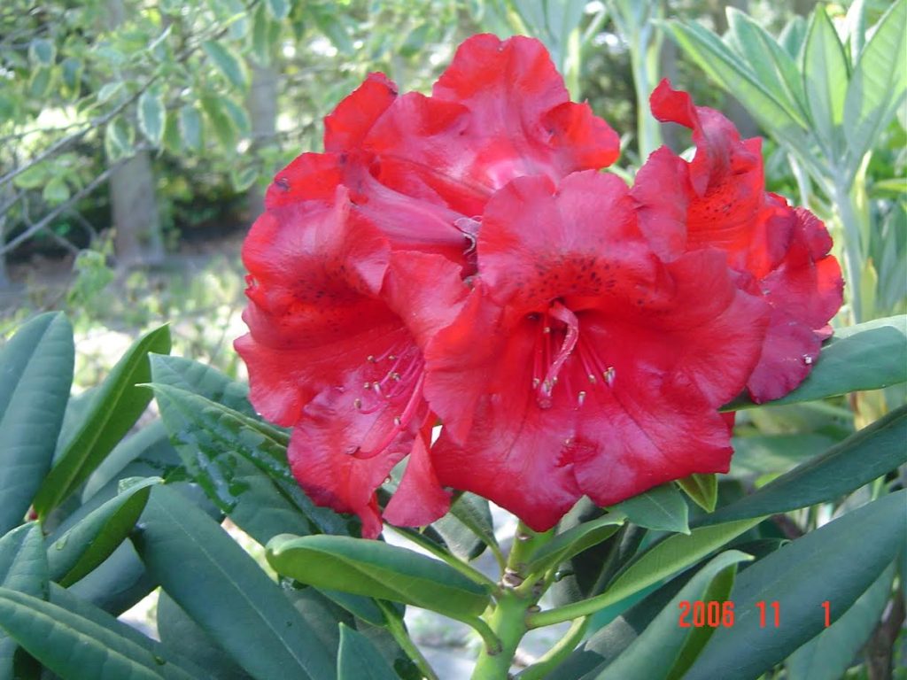 A close-up of vivid red Rhododendron Leo flowers with green leaves in the background, photographed on November 1, 2006.