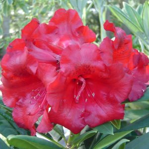 A close-up of vivid red Rhododendron Leo flowers with green leaves in the background, photographed on November 1, 2006.