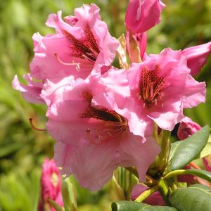 Close-up of several Rhododendron Brown Eyes flowers in bloom, showcasing their vibrant pink petals surrounded by green leaves and soft-focus background, highlighting the delicate beauty of these blossoms.