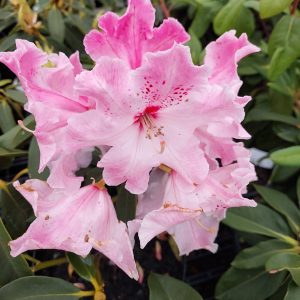 Close-up of Rhododendron Douglas R Stephens with light pink, ruffled petals and green foliage in the background.