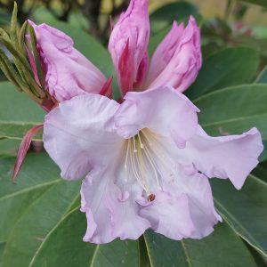 A close-up of the Rhododendron Silver Anniversary flower in bloom, showing its light pink petals, three unopened buds, and large green leaves in the background.