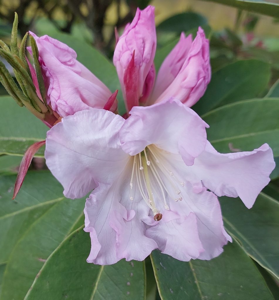 Rhododendron Silver Anniversary