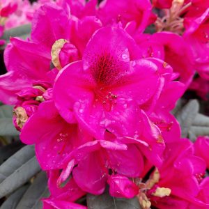 Close-up of vibrant pink Rhododendron Grier Pont flowers with water droplets on the petals and green leaves in the background.