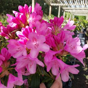 A cluster of bright pink Rhododendron Graziela flowers blooms outdoors at a sunlit garden center, with rows of plants visible in the background.