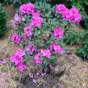 Rhododendron Constance is a flowering shrub with clusters of bright pink blooms and green leaves, ideal for planting in a mulched garden bed.