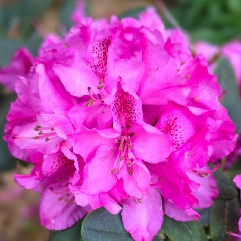 Rhododendron Constance
