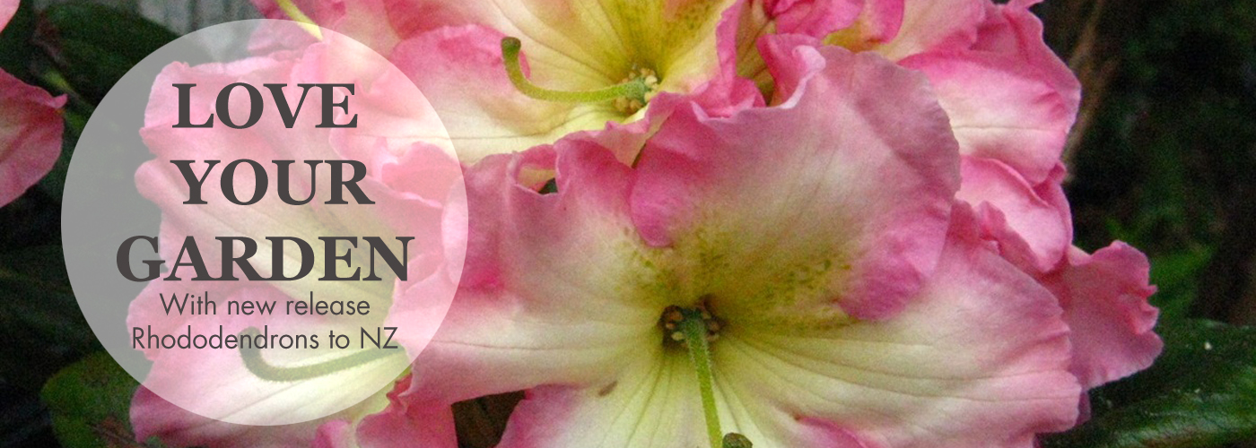 Join the Rhodo Club and cultivate your garden with love for rhododendrons.