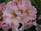 A pink rhododendron in a garden.