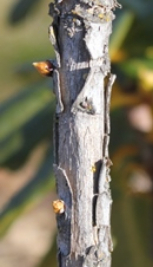 A pruned tree trunk with a bird perched on it.