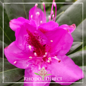 Rhodo direct Rhododendron Anah Kruschke.