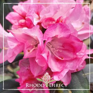 A pink Rhododendron Anuschka adorned with the text rhodo direct.
