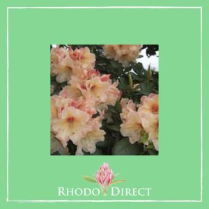 Rhododendron Apricot Fantasy is the given product name.