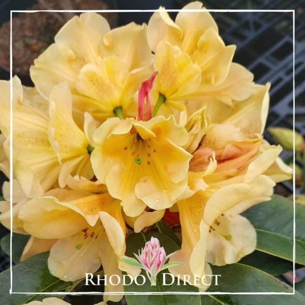 Replace the product in the sentence below with the given product name.
Sentence: Rhododendron direct Rhododendron Apricot Icecream.
Product Name: Rhododendron Apricot Icecream