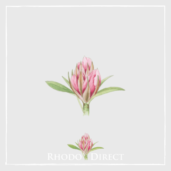 Rhodo direct offers a wide selection of Rhododendron plants, including the popular Rhododendron Apricot Nectar variety.