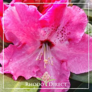Rhodo direct Rhododendron Arnold Piper.