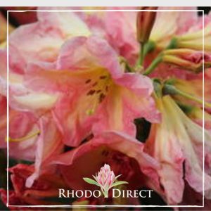 Rhododendron direct - pink rhododendron.