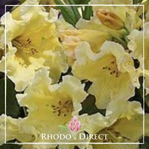 A yellow rhododendron with the words rhodo direct.