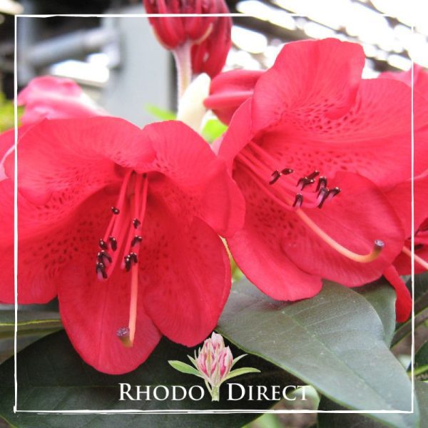 Rhododendron direct - rhododendrons - rhododendron.