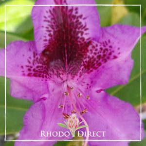 A purple rhododendron with the words rhodo direct.