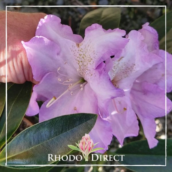 A purple rhododendron with the text rhododendron direct.
