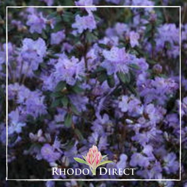 A purple rhododendron with the words rhododendron direct.