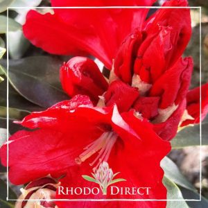 Rhododendron direct - rhododendrons - rhododendron.