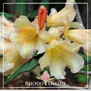 A rhododendron with yellow flowers and the words rhododendron direct.