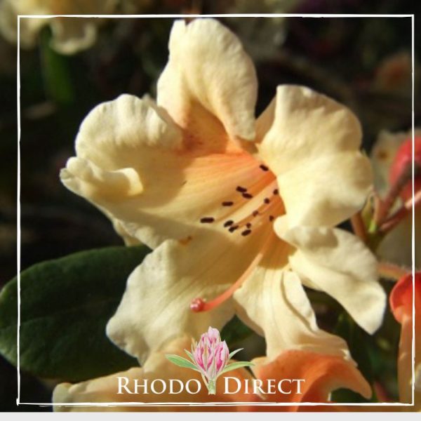 A close up of a rhododendron flower with the words rhododendron direct.