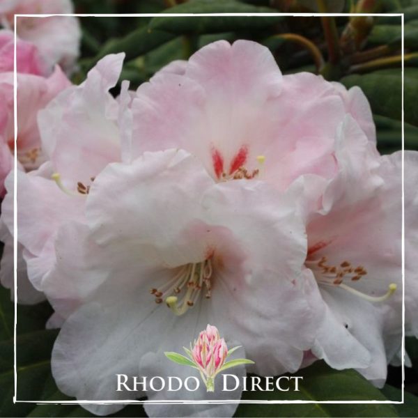 Rhododendron rhododendron rhododendron rhodo.