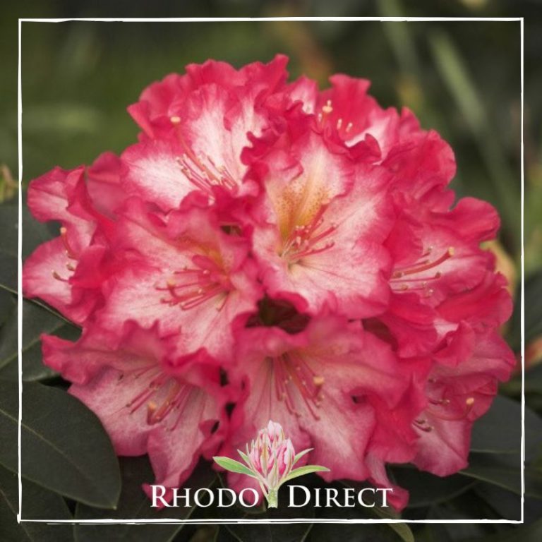 rhododendron-chorus-line
