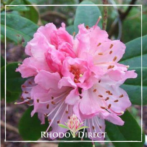 A pink rhododendron with leaves and flowers.