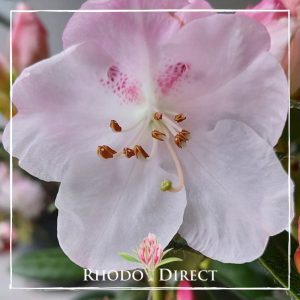 A close up of a pink rhododendron with the text rhodo direct.