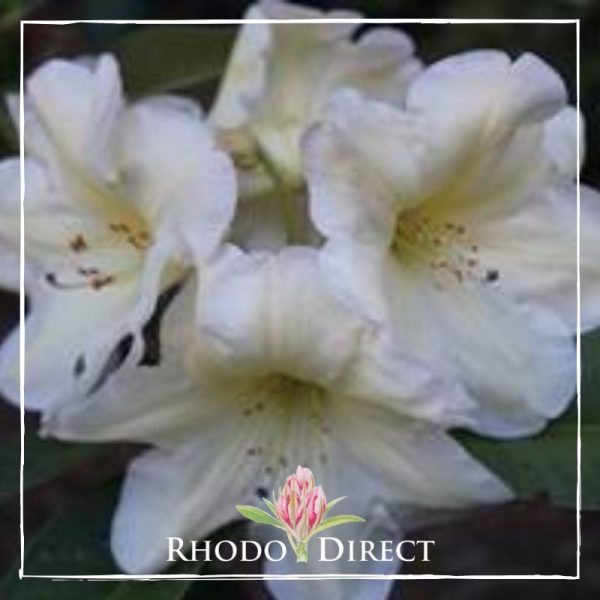 A white rhododendron with the words rhododendron direct.
