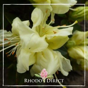 Rhododendron direct rhododendron rhododendron rhod.