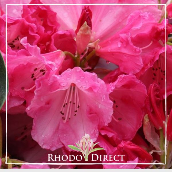 Rhododendron direct rhododendron rhododendron rhod.