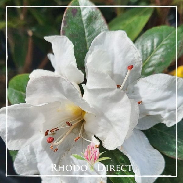 Rhodo direct - azalea rhododendron rhododendron .