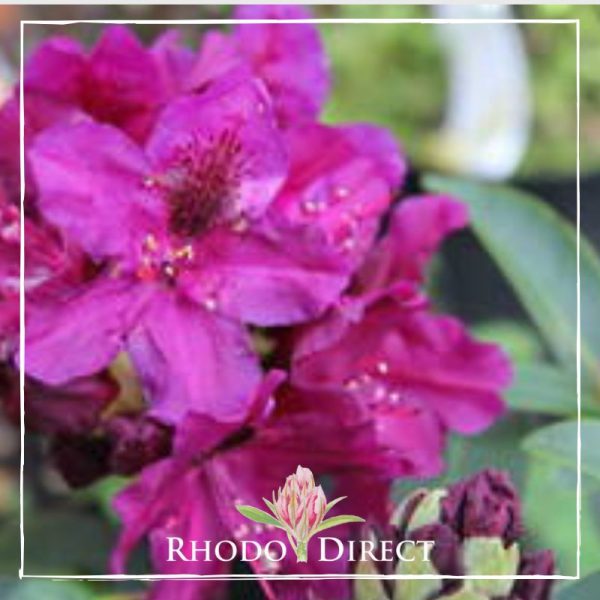 A purple rhododendron with the words rhoo direct.