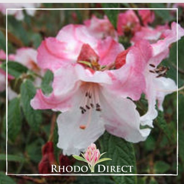 A pink azalea with the words rhododendron direct.