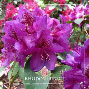 A purple rhododendron with the words rhododendron direct.