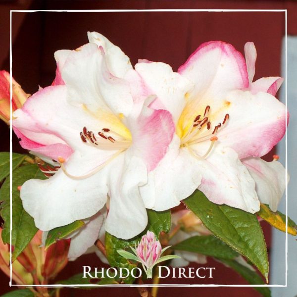 Rhododendrons rhododendrons rhododendrons rh.