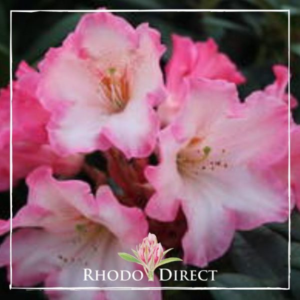 Rhodo direct rhododendron rhododendron rhododen.