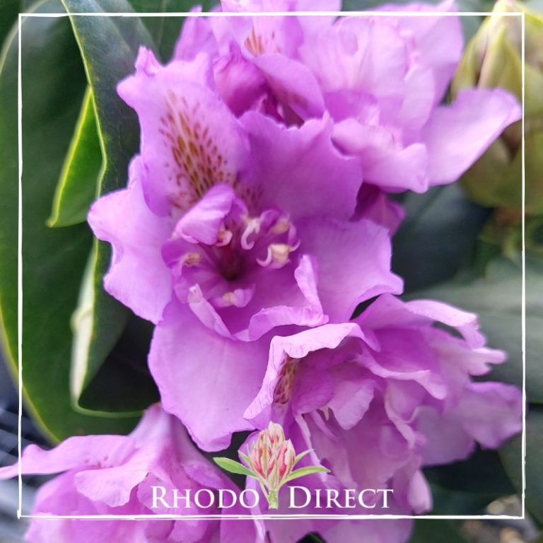 rhododendron-fastuosum-flore-pleno-rhododirect-buy-rhododendrons