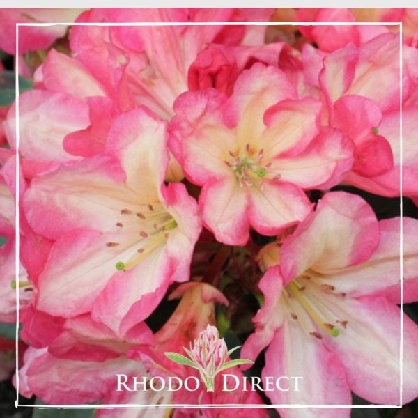 A pink and white rhododendron with the text rhodo direct.