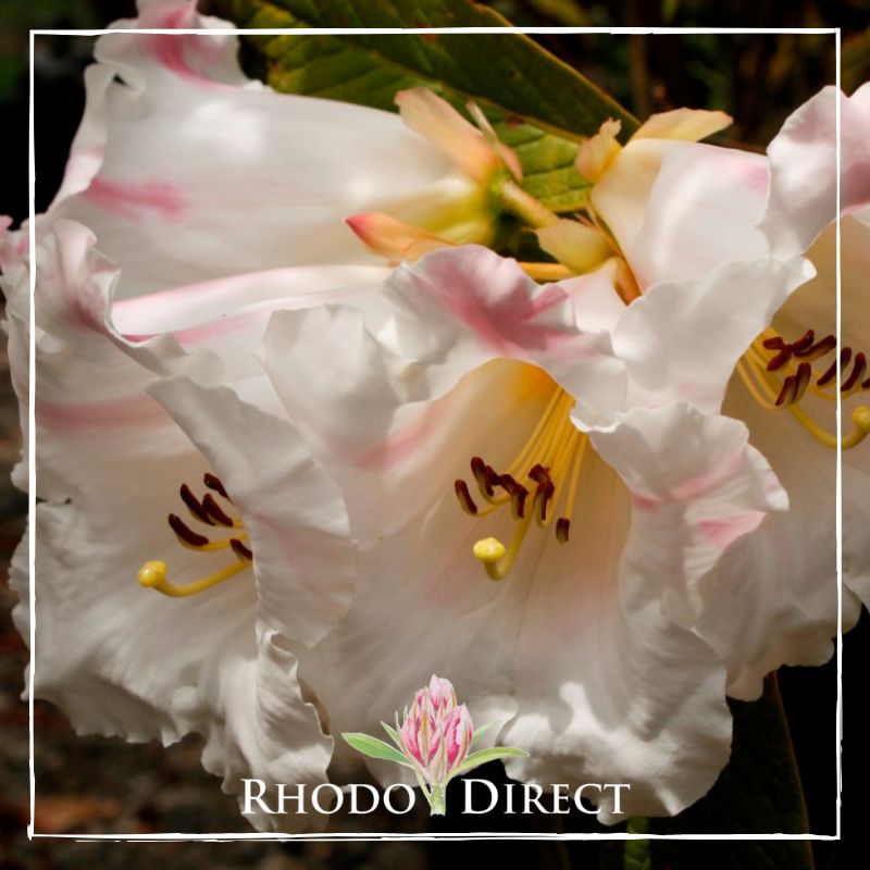 Rhododendron rhododendron rhododendron rhodo.