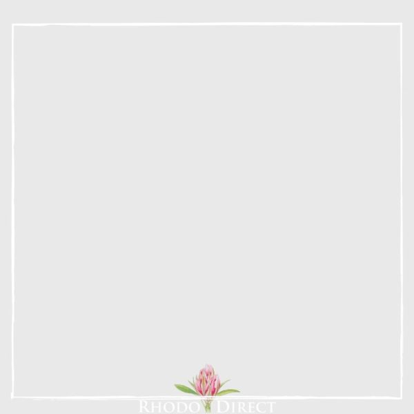 An image of a pink flower in a square frame.