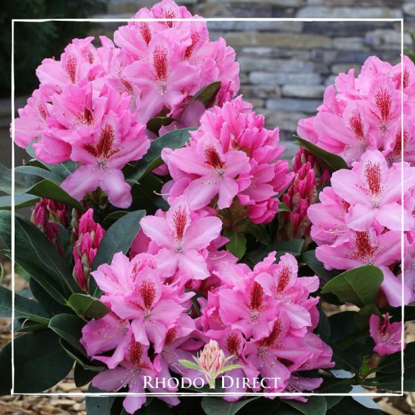 Rhododendron direct rhododendron direct rhododendron direct rh.