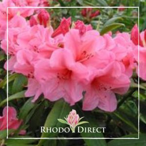 A pink rhododendron with the text rhododendron direct.