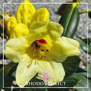 A yellow rhododendron with the text rhododendron direct.